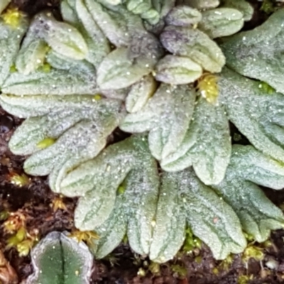 Riccia subbifurca (Liverwort) at Umbagong District Park - 31 Aug 2021 by tpreston