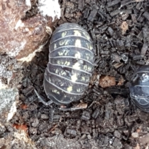 Armadillidium vulgare at Latham, ACT - 31 Aug 2021 12:36 PM