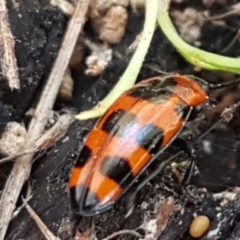 Episcaphula australis (Fungus beetle) at Latham, ACT - 31 Aug 2021 by tpreston