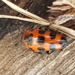 Episcaphula australis at Latham, ACT - 31 Aug 2021