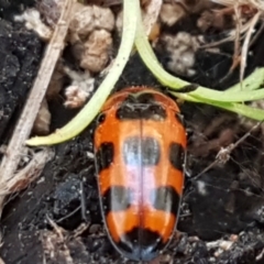 Episcaphula australis at Latham, ACT - 31 Aug 2021