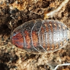Calolampra sp. (genus) (Bark cockroach) at Latham, ACT - 31 Aug 2021 by trevorpreston