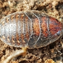 Calolampra sp. (genus) at Latham, ACT - 31 Aug 2021