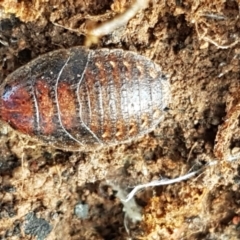 Calolampra sp. (genus) at Latham, ACT - 31 Aug 2021