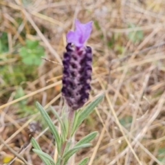 Lavandula stoechas (Spanish Lavender or Topped Lavender) at Isaacs Ridge and Nearby - 31 Aug 2021 by Mike