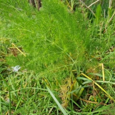 Foeniculum vulgare (Fennel) at Tuggeranong DC, ACT - 31 Aug 2021 by Mike