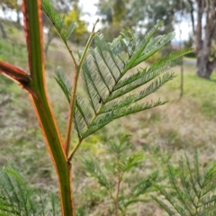 Acacia decurrens (Green Wattle) at Isaacs, ACT - 30 Aug 2021 by Mike