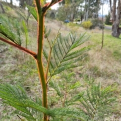 Acacia decurrens at Isaacs, ACT - 30 Aug 2021