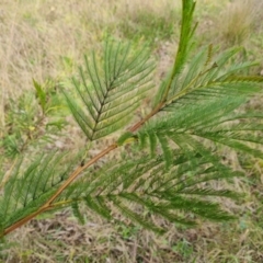 Acacia decurrens at Isaacs, ACT - 30 Aug 2021