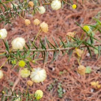 Acacia ulicifolia (Prickly Moses) at Isaacs Ridge and Nearby - 31 Aug 2021 by Mike