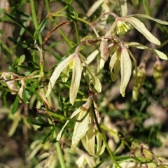 Clematis leptophylla (Small-leaf Clematis, Old Man's Beard) at Holt, ACT - 31 Aug 2021 by drakes