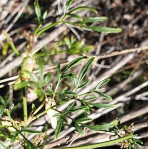 Clematis leptophylla at Holt, ACT - 31 Aug 2021 09:49 AM