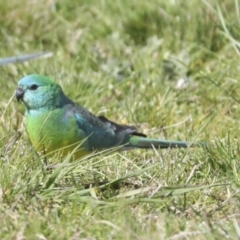 Psephotus haematonotus (Red-rumped Parrot) at Hawker, ACT - 31 Aug 2021 by AlisonMilton