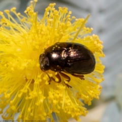 Alticini (tribe) (Unidentified flea beetle) at Holt, ACT - 31 Aug 2021 by Roger