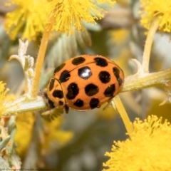 Harmonia conformis (Common Spotted Ladybird) at Holt, ACT - 31 Aug 2021 by Roger