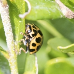 Harmonia conformis (Common Spotted Ladybird) at Higgins, ACT - 31 Aug 2021 by AlisonMilton