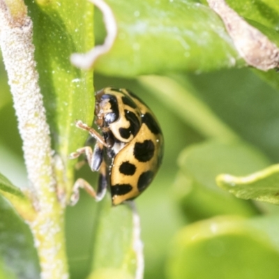 Harmonia conformis (Common Spotted Ladybird) at Higgins, ACT - 31 Aug 2021 by AlisonMilton