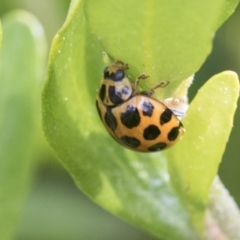 Harmonia conformis at Higgins, ACT - 31 Aug 2021 01:14 PM