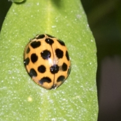 Harmonia conformis at Higgins, ACT - 31 Aug 2021 01:14 PM