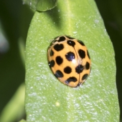 Harmonia conformis at Higgins, ACT - 31 Aug 2021 01:14 PM