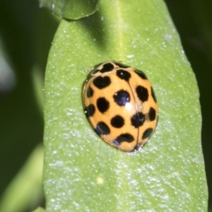 Harmonia conformis at Higgins, ACT - 31 Aug 2021 01:14 PM