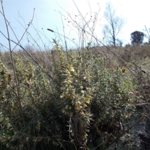 Melichrus urceolatus at Conder, ACT - 31 Aug 2021