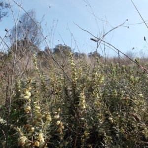 Melichrus urceolatus at Conder, ACT - 31 Aug 2021