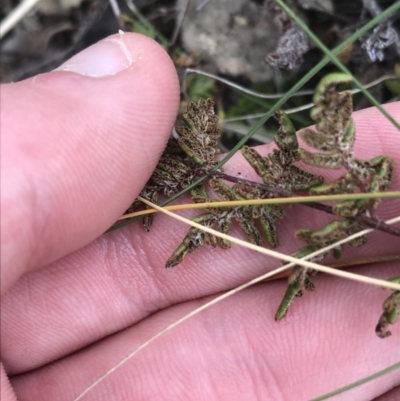 Cheilanthes distans (Bristly Cloak Fern) at Red Hill Nature Reserve - 27 Aug 2021 by Tapirlord