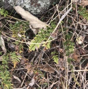 Cheilanthes distans at Garran, ACT - 27 Aug 2021 02:21 PM