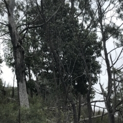 Brachychiton populneus subsp. populneus at Red Hill, ACT - 27 Aug 2021