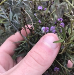 Glycine clandestina (Twining Glycine) at Garran, ACT - 27 Aug 2021 by Tapirlord