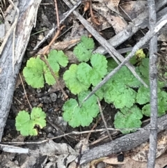 Hydrocotyle laxiflora (Stinking Pennywort) at Garran, ACT - 27 Aug 2021 by Tapirlord