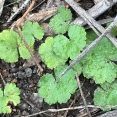 Hydrocotyle laxiflora at Garran, ACT - 27 Aug 2021 02:33 PM