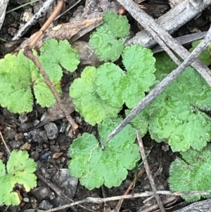 Hydrocotyle laxiflora at Garran, ACT - 27 Aug 2021 02:33 PM