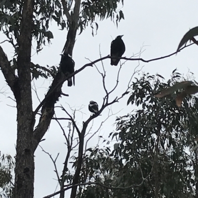 Gymnorhina tibicen (Australian Magpie) at Red Hill Nature Reserve - 27 Aug 2021 by Tapirlord