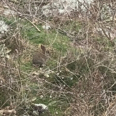 Oryctolagus cuniculus (European Rabbit) at Red Hill Nature Reserve - 27 Aug 2021 by Tapirlord