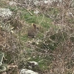 Oryctolagus cuniculus at Garran, ACT - 27 Aug 2021