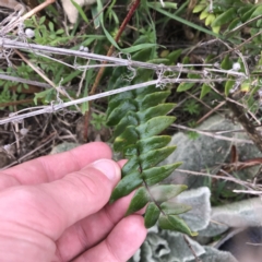 Pellaea calidirupium (Hot Rock Fern) at Garran, ACT - 27 Aug 2021 by Tapirlord