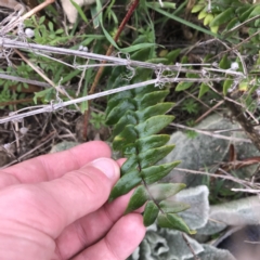 Pellaea calidirupium (Hot rock fern) at Garran, ACT - 27 Aug 2021 by Tapirlord