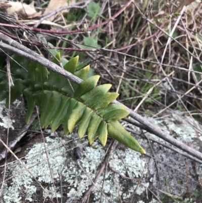 Pellaea calidirupium (Hot Rock Fern) at Garran, ACT - 27 Aug 2021 by Tapirlord