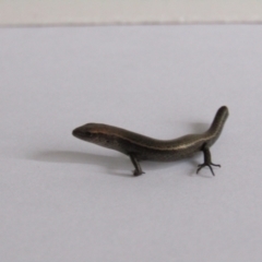 Lampropholis delicata (Delicate Skink) at McKellar, ACT - 27 Aug 2021 by Amata