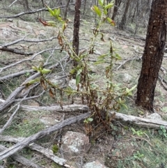 Phytolacca octandra (Inkweed) at Mount Majura - 31 Aug 2021 by JaneR