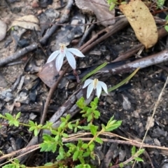 Caladenia fuscata (Dusky Fingers) at Downer, ACT - 31 Aug 2021 by NickiTaws