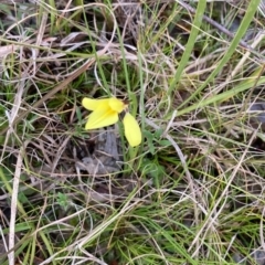 Diuris chryseopsis (Golden Moth) at Mount Painter - 31 Aug 2021 by NickiTaws