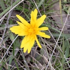 Microseris walteri (Yam Daisy, Murnong) at Bruce, ACT - 31 Aug 2021 by JVR