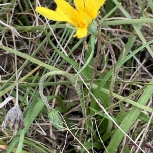 Microseris walteri at Bruce, ACT - 31 Aug 2021 02:56 PM