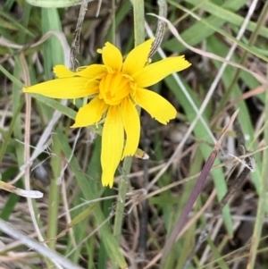 Microseris walteri at Bruce, ACT - 31 Aug 2021