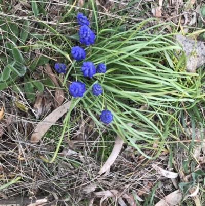 Muscari armeniacum (Grape Hyacinth) at Garran, ACT - 27 Aug 2021 by Tapirlord