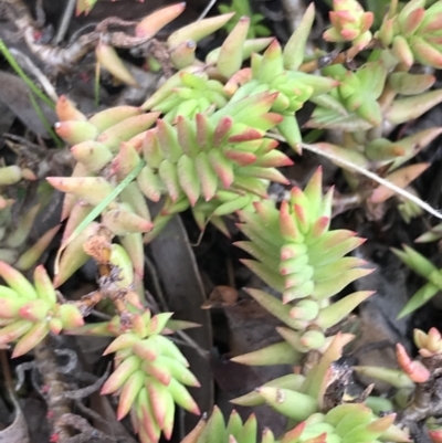 Crassula sieberiana at Red Hill Nature Reserve - 27 Aug 2021 by Tapirlord