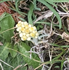 Pseudognaphalium luteoalbum (Jersey Cudweed) at Garran, ACT - 27 Aug 2021 by Tapirlord